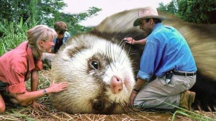 Jurassic Park Dinosaurs Replaced By Ferrets - Triceratops