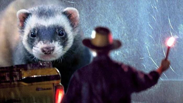Jurassic Park Dinosaurs Replaced By Ferrets - tyrannosaurus rex