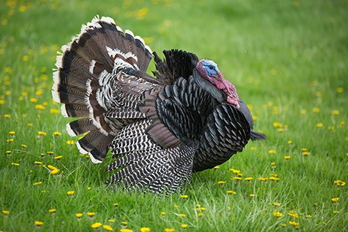 Thanksgiving Jokes - Turkey in grass