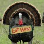Thanksgiving Jokes