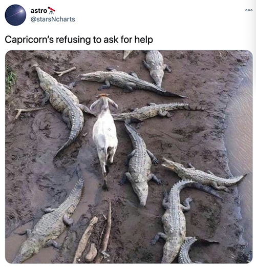 Capricorn Memes - goat and alligators