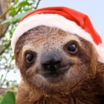 Christmas Jokes