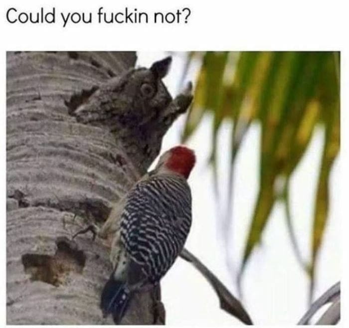Owl Memes - Owl looking at woodpecker, Can you not?