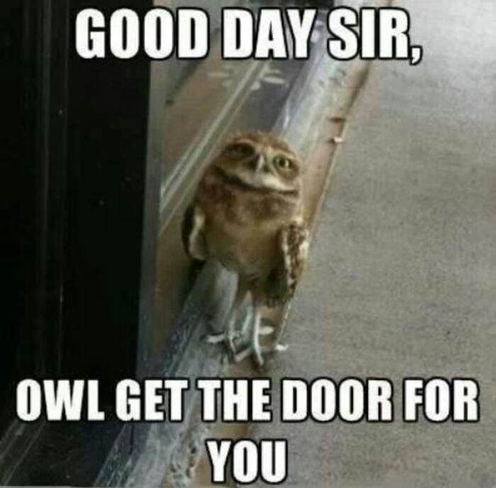 Owl Memes - Good day sir, let me hold the door for you