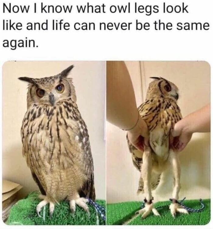 Owl Memes - Now I know what owl legs look like, life can never be the same again. Long legged owl