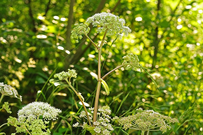 Gin Botanicals - Angelica