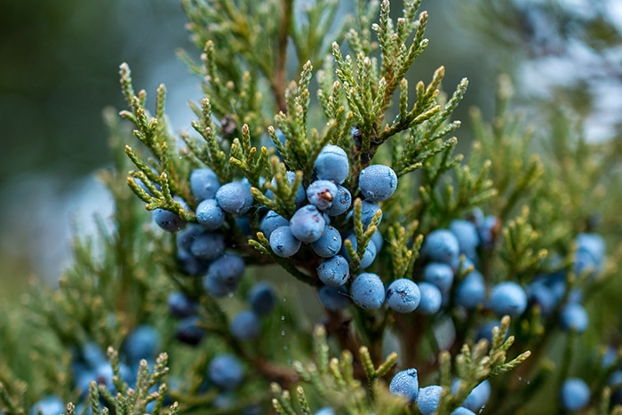 Gin Botanicals - Juniper