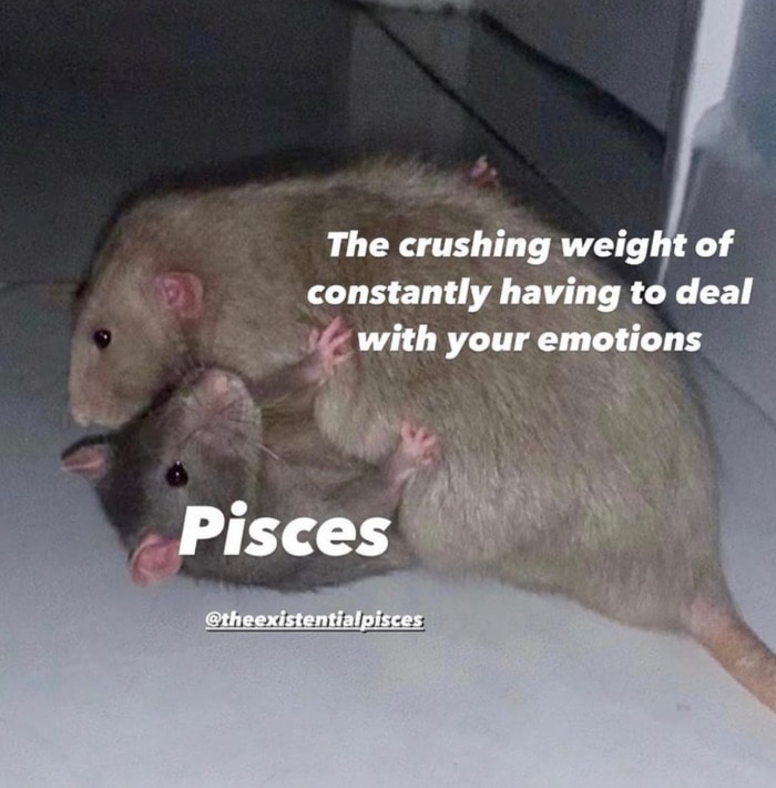 Pisces Memes - rats