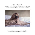 Valentine's Day Memes - know you're single