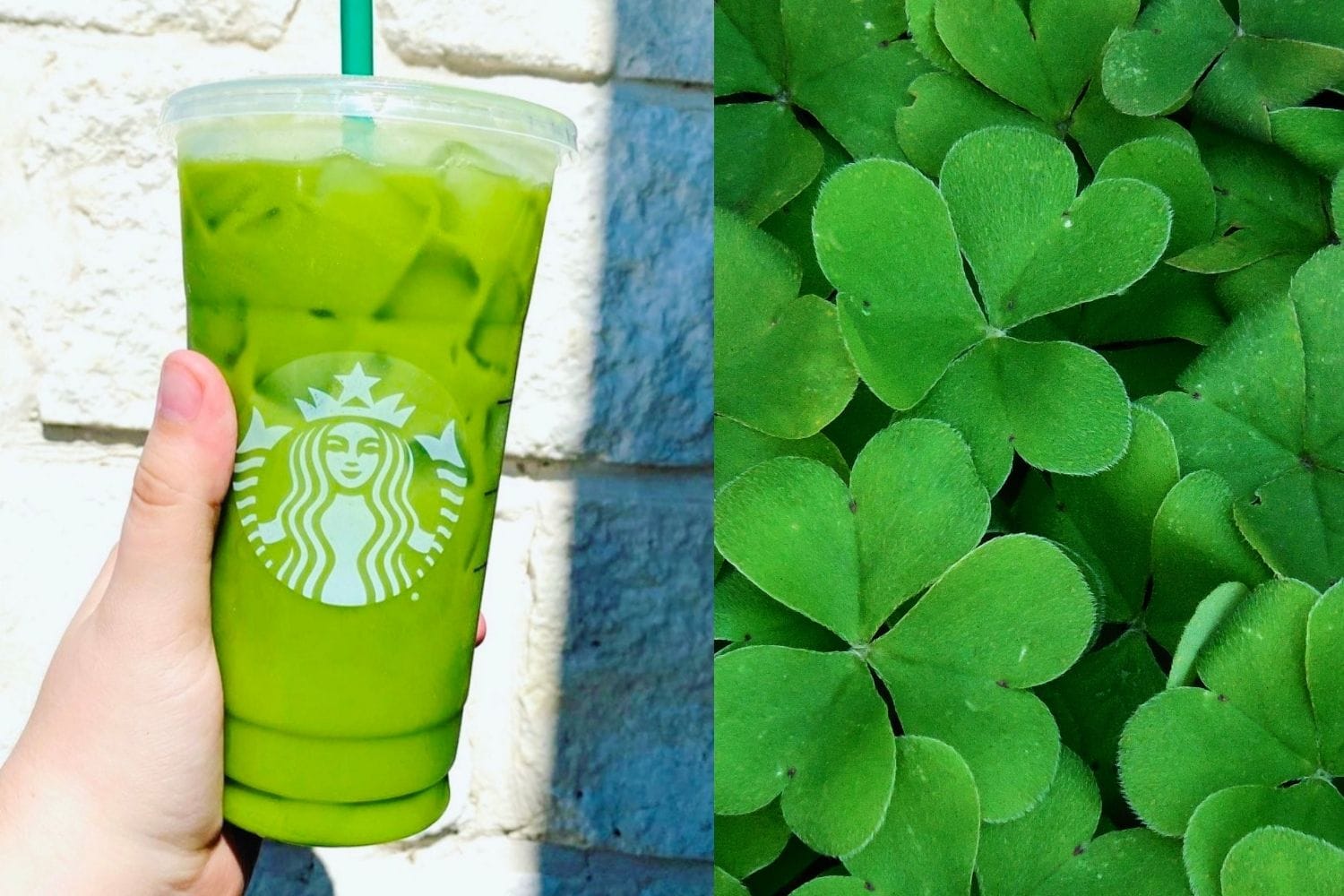 Starbucks Shamrock Tea - St Patricks Day drink