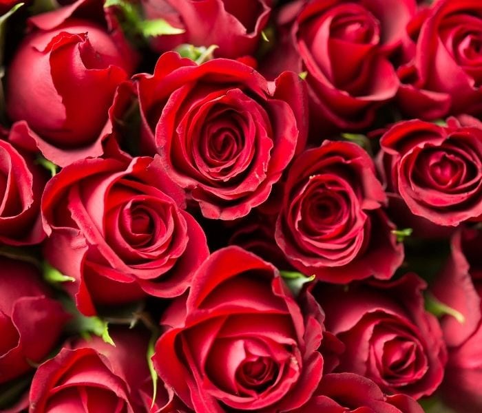 Valentines Day Jokes - red roses