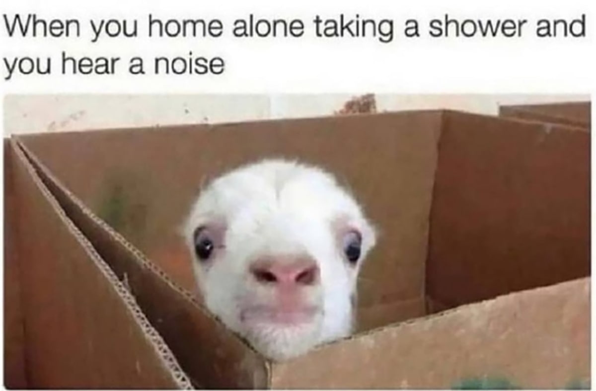 25 Of The Funniest Goat Memes So Far Lets Eat Cake