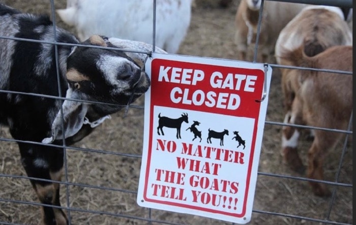 Goat Memes - keep gate closed sign
