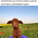 Goat Memes - photogenic goat in field