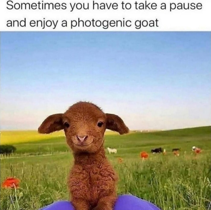 Goat Memes - photogenic goat in field
