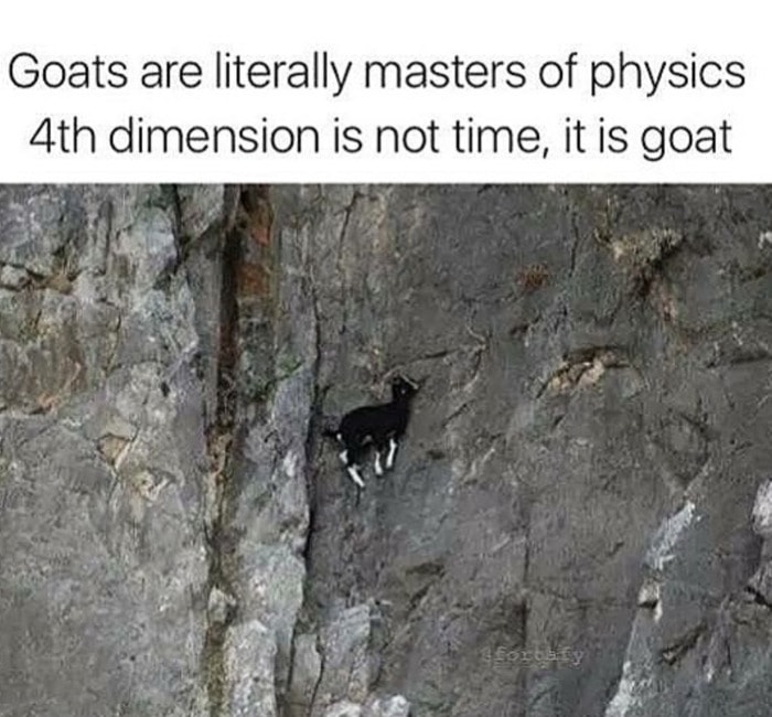 Goat Memes - masters of physics 4th dimension