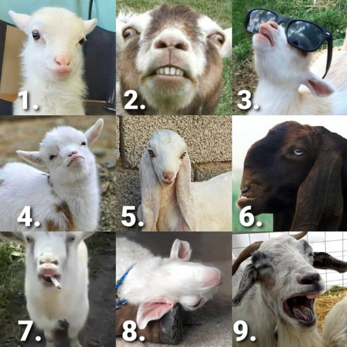 Goat Memes - 9 goat moods