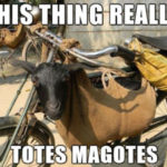 Goat Memes - totes magotes