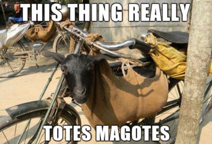 Goat Memes - totes magotes