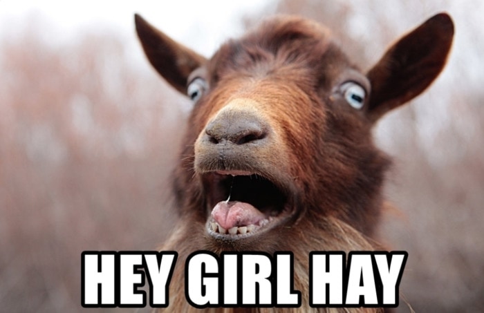 Goat Memes - hey girl hay