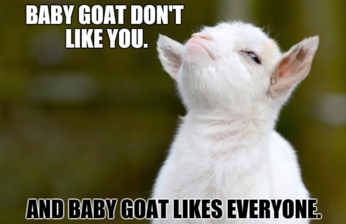Goat Memes - baby goat don't like you