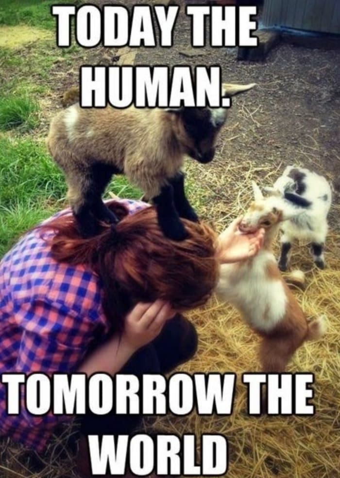 Goat Memes - today the human tomorrow the world