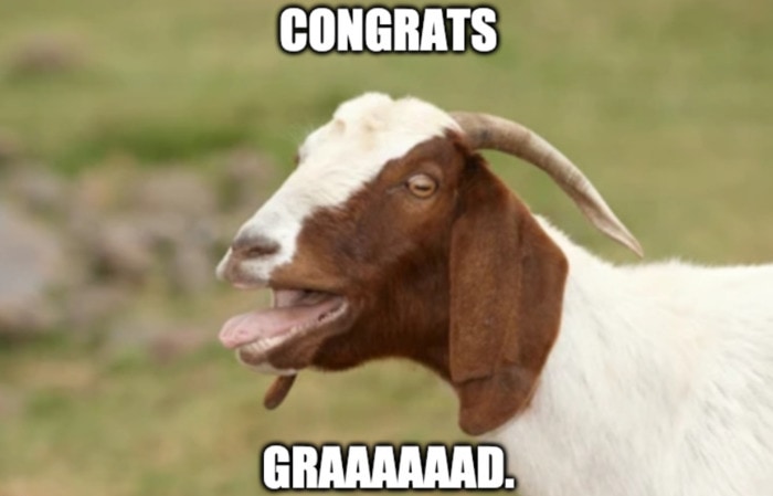 Goat Memes - congrats grad graduation goat