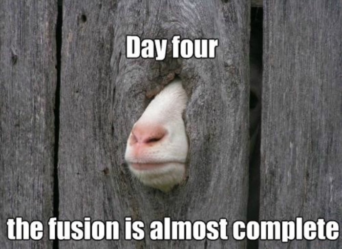 Goat Memes - goat fusing with wall