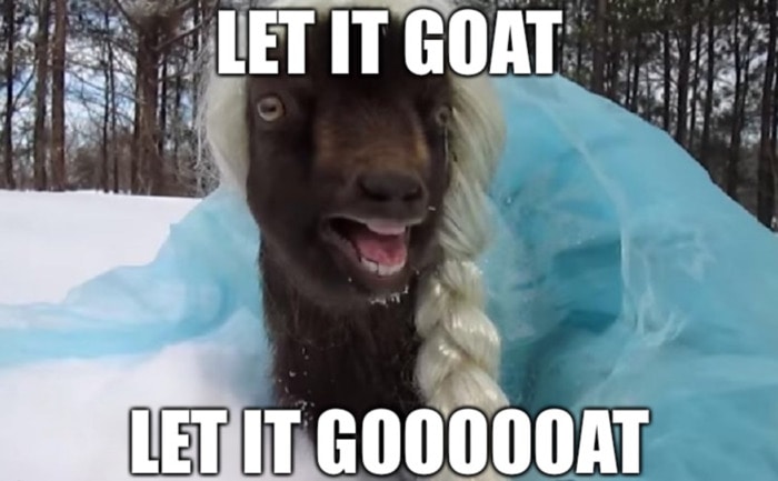 25 of the Funniest Goat Memes So Far - Lets Eat Cake