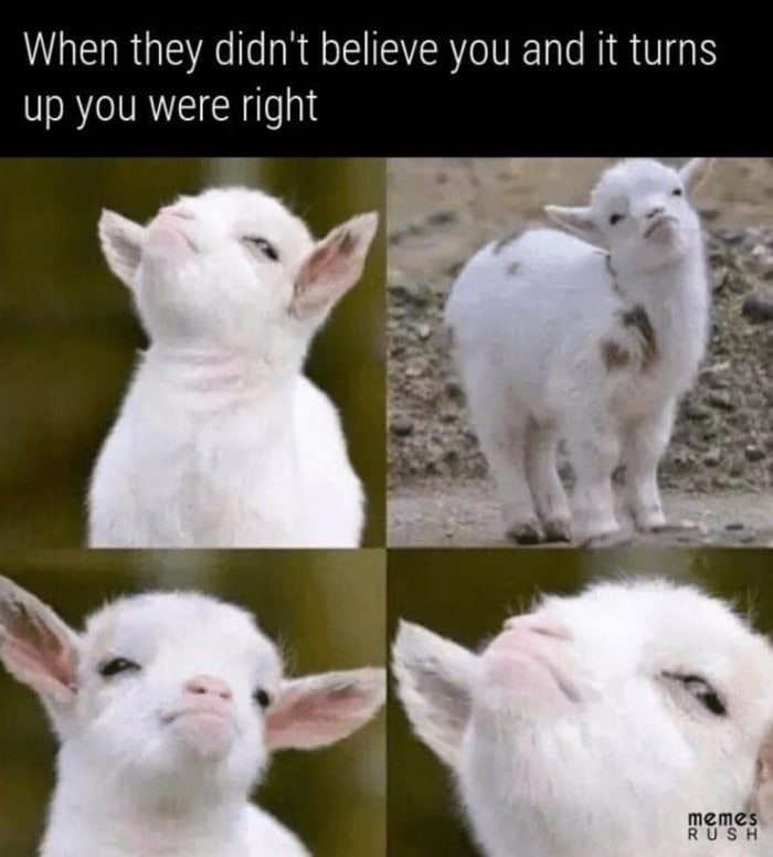Goat Memes - smug goat was right