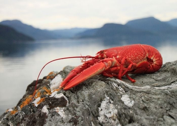Knock Knock Jokes - talking lobster on a rocky shore