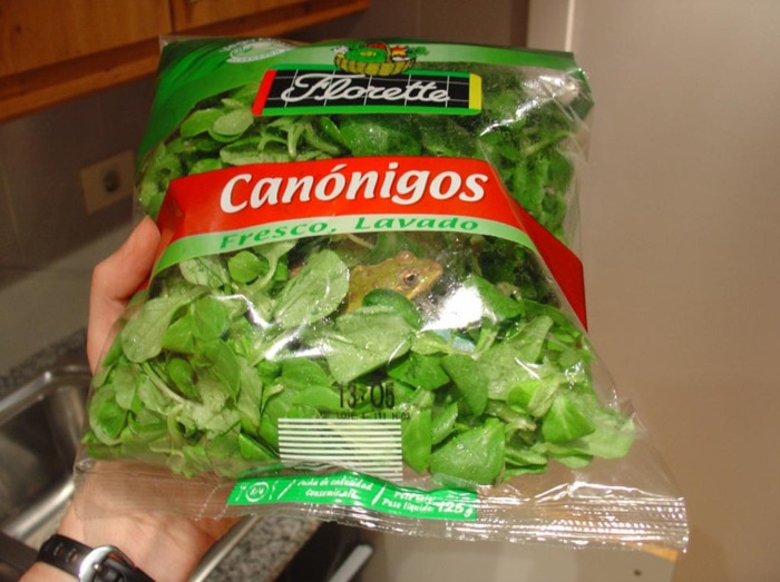 Hidden Things Unexpected - frog in lettuce