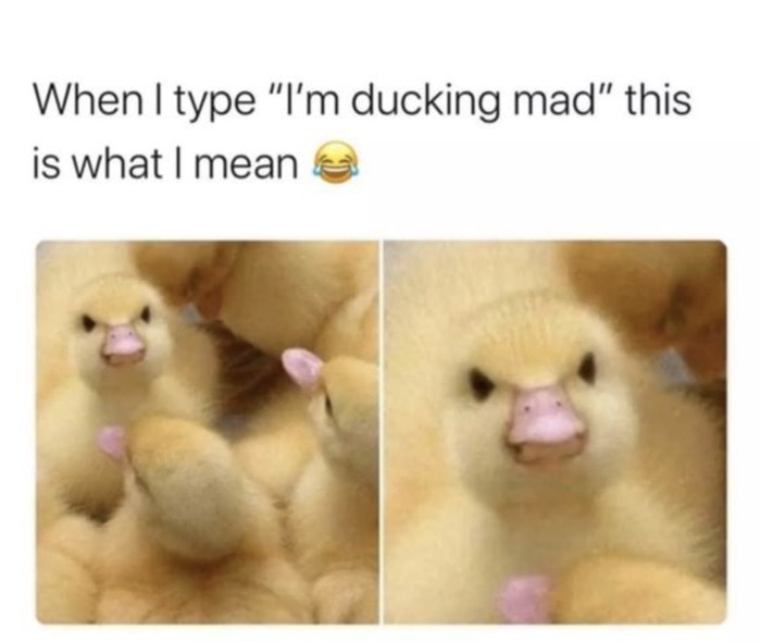 Wholesome Memes - ducking mad duck