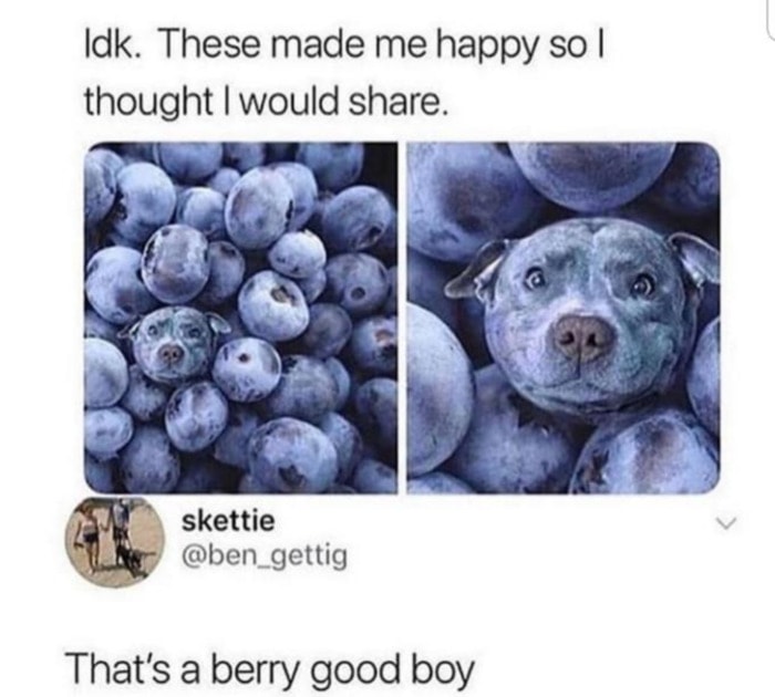 Berry Puns - berry good boy dog