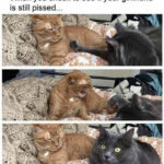 Relationship Memes - checking to see if she's still mad