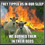 Funny Memes - Evil Cows