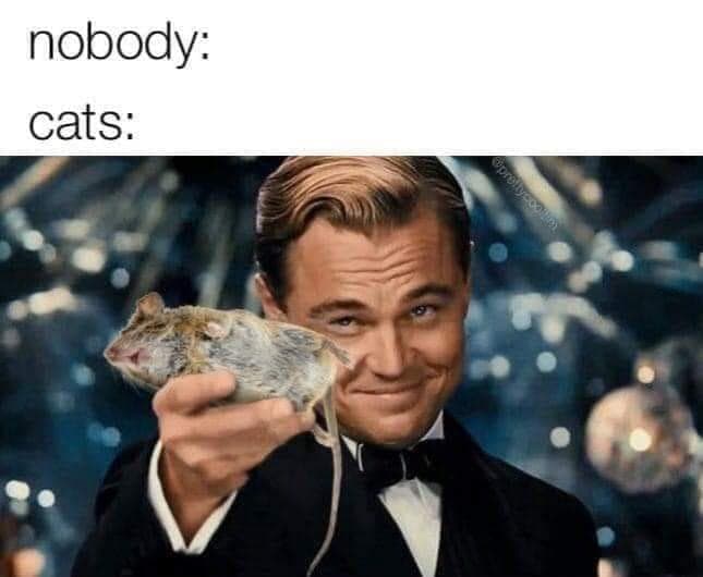 Funny Memes - great gatsby / leonardo dicaprio