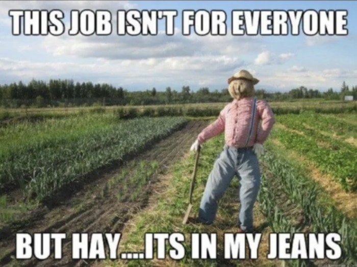 Fall Puns - Hay, it's in my Jeans