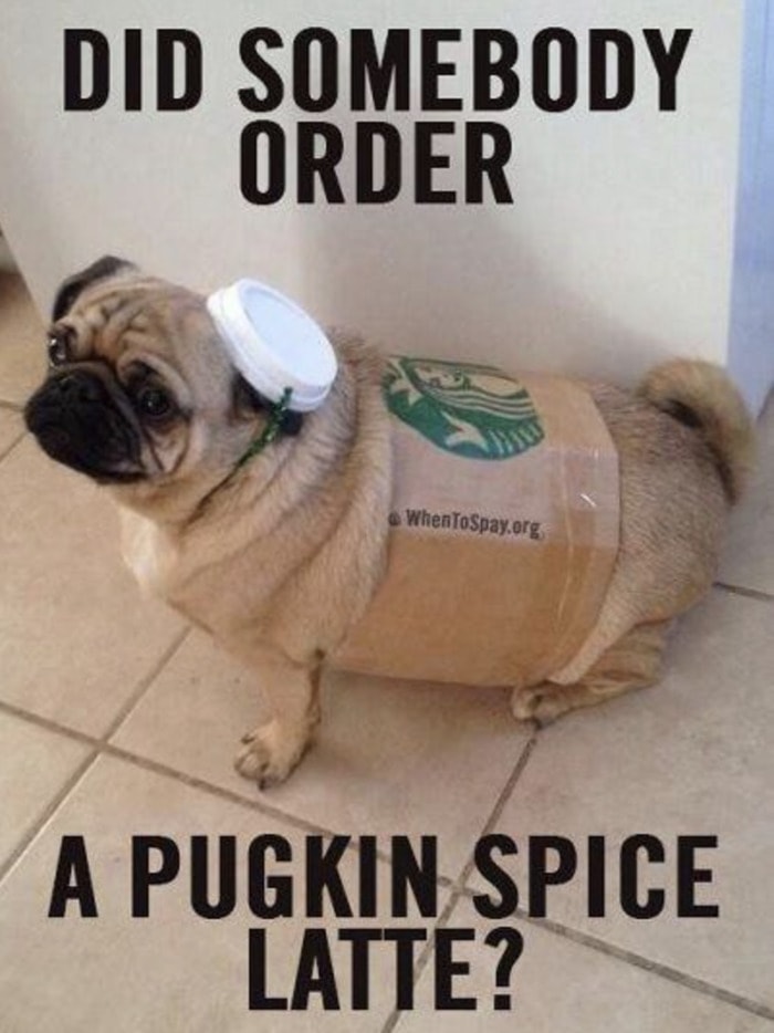 Fall Puns - pugkin spice latte