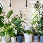 Cute Plant Names