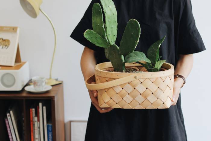 Cute Plant Names - woman cactus