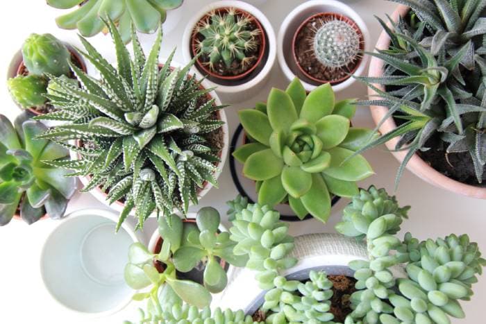 Cute Plant Names - succulents