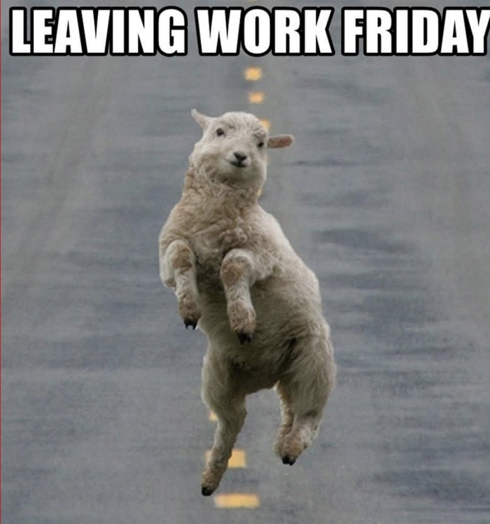 Friday Meme - sheep