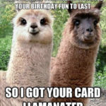 Happy Birthday Meme - Card llamanated