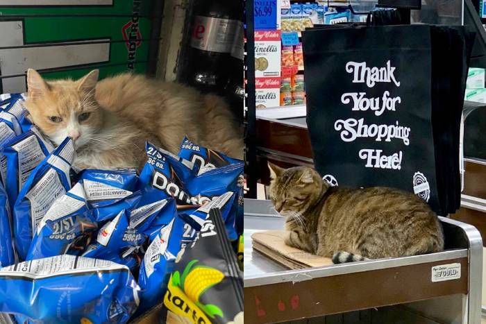 Bodega Cats