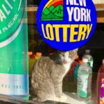 Bodega Cats - lottery
