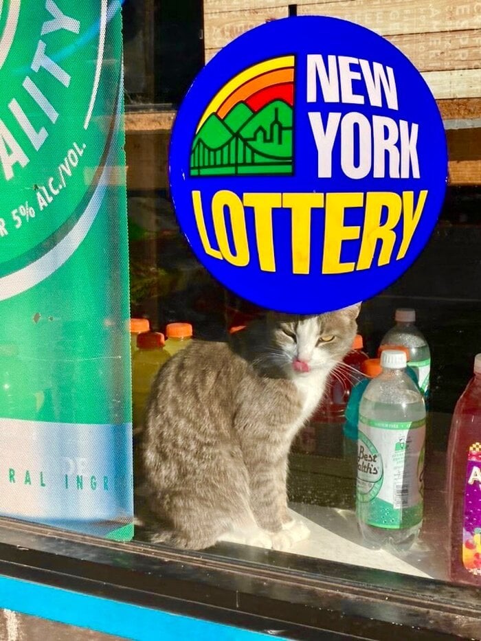Bodega Cats - lottery