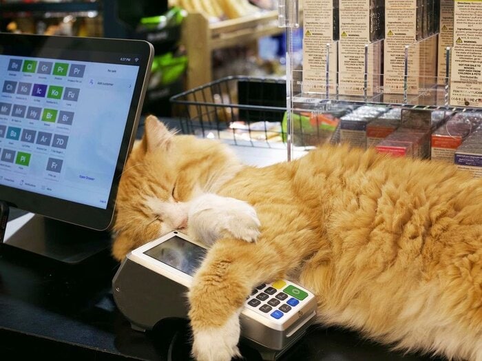 Bodega Cats - sleeping on register