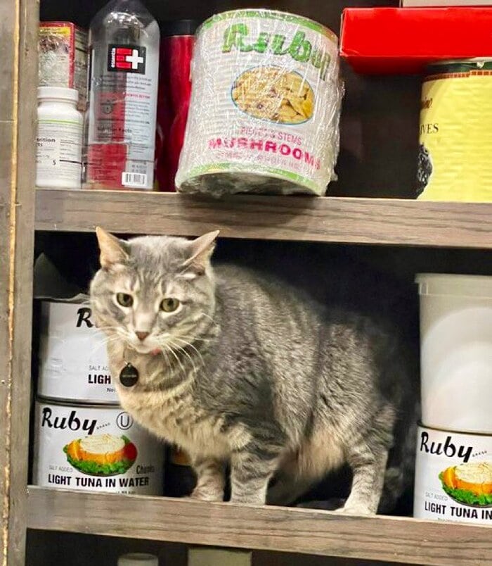 Bodega Cats - cans of tuna