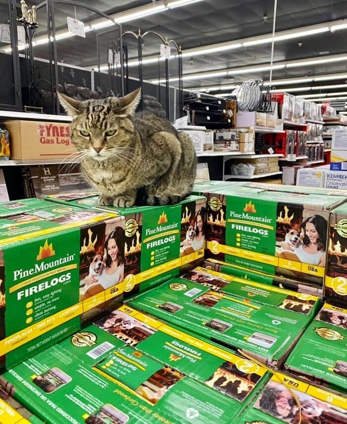 Bodega Cats - sitting on firelogs